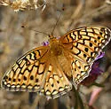Callippe Fritillary - Hodges#4457