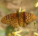 Callippe Fritillary - Hodges#4457 - photo 2