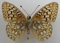 Callippe Fritillary - Hodges#4457 - photo 3