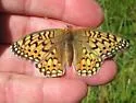 Callippe Fritillary - Hodges#4457 - photo 4