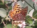 Callippe Fritillary - Hodges#4457 - photo 5