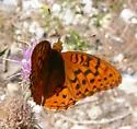 Carole's Fritillary - Hodges#4456.1