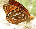 Carole's Fritillary - Hodges#4456.1 - photo 2