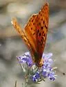 Coronis Fritillary - Hodges#4455