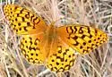 Coronis Fritillary - Hodges#4455 - photo 2