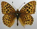Coronis Fritillary - Hodges#4455 - photo 3