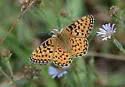 Coronis Fritillary - Hodges#4455 - photo 4