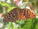 Coronis Fritillary - Hodges#4455 - photo 5