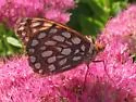 Edwards' Fritillary - Hodges#4454 - photo 2