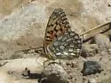 Edwards' Fritillary - Hodges#4454 - photo 3