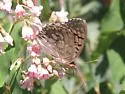 Edwards' Fritillary - Hodges#4454 - photo 4