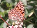 Edwards' Fritillary - Hodges#4454 - photo 5