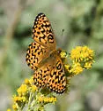 Great Basin Fritillary - Hodges#4458 - photo 2