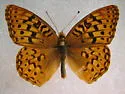 Great Basin Fritillary - Hodges#4458 - photo 3