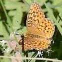 Great Basin Fritillary - Hodges#4458 - photo 4
