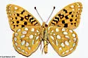 Great Basin Fritillary - Hodges#4458 - photo 5