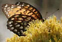 Regal Fritillary - Hodges#4452 - photo 2