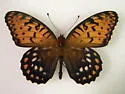 Regal Fritillary - Hodges#4452 - photo 3