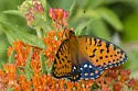 Regal Fritillary - Hodges#4452 - photo 4