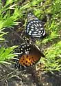 Regal Fritillary - Hodges#4452 - photo 5