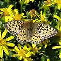 Mormon Fritillary - Hodges#4461