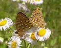Mormon Fritillary - Hodges#4461 - photo 2