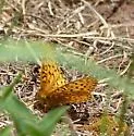 Mormon Fritillary - Hodges#4461 - photo 3