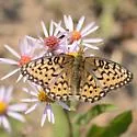 Mormon Fritillary - Hodges#4461 - photo 4