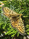 Mormon Fritillary - Hodges#4461 - photo 5