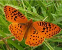 Nokomis Fritillary - Hodges#4453