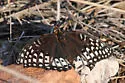 Nokomis Fritillary - Hodges#4453 - photo 2