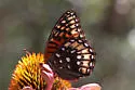 Nokomis Fritillary - Hodges#4453 - photo 3