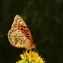 Nokomis Fritillary - Hodges#4453 - photo 4