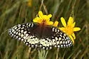 Nokomis Fritillary - Hodges#4453 - photo 5