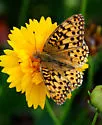 Zerene Fritillary - Hodges#4456