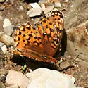 Zerene Fritillary - Hodges#4456 - photo 2