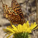 Zerene Fritillary - Hodges#4456 - photo 3