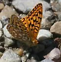 Zerene Fritillary - Hodges#4456 - photo 4