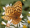 Zerene Fritillary - Hodges#4456 - photo 5
