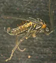 Sphacophilus apios