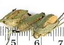 Sphacophilus apios - photo 2