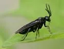 Sphacophilus cellularis