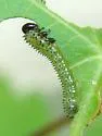 Sphacophilus cellularis - photo 2