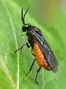 Sphacophilus cellularis - photo 4