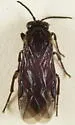 Sphacophilus cellularis - photo 5