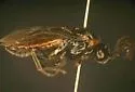 Sphacophilus nigriceps - Sphacophilus nigriceps