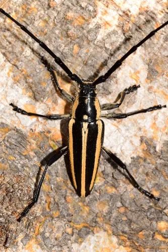 Sphaenothecus trilineatus