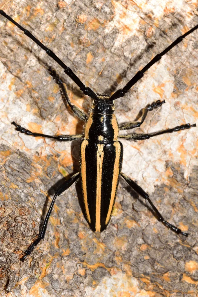 Sphaenothecus trilineatus - photo 2