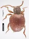 Sphaericus gibboides - Sphaericus gibboides