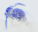 Sphaeridia pumilis